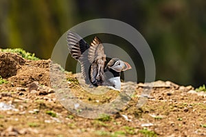 Atlantic Puffins on top of their nesting burrows on a dusty clifftop