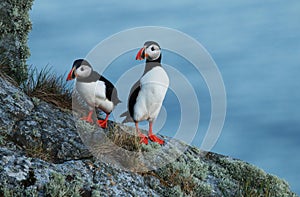 Atlantic puffins