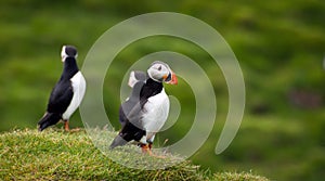 Atlantic Puffins at Westman Islands, Iceland