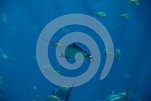 A Atlantic Pygmy Devil Ray at a local aquarium