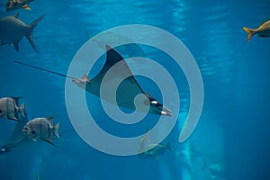 A Atlantic Pygmy Devil Ray at a local aquarium