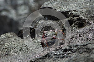 Atlantic Rock Crab ,Grapsus adscensionis photo