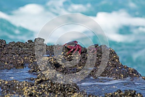 Atlantic Rock Crabs Grapsus adscensionis on wet rocks photo