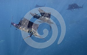 Atlantic sailfish feeding on sardines, Cancun Mexico.