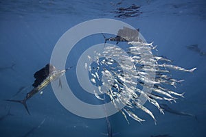 Atlantic sailfish feeding on sardines, Cancun Mexico.