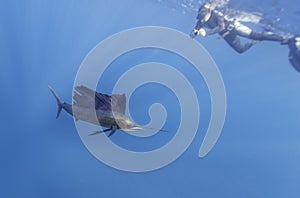 Atlantic sailfish feeding on sardines, Cancun Mexico.