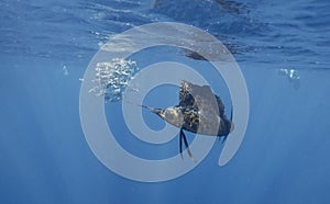 Atlantic sailfish feeding on sardines, Cancun Mexico.