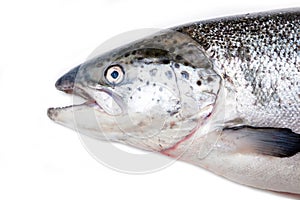 Atlantic salmon