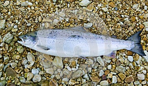 Atlantic Salmon