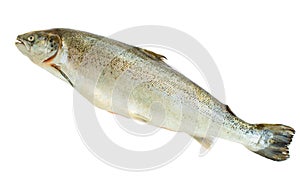 Atlantic Salmon