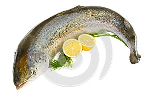 Atlantic Salmon