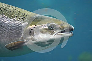 Atlantic salmon photo