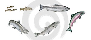 Atlantic salmon