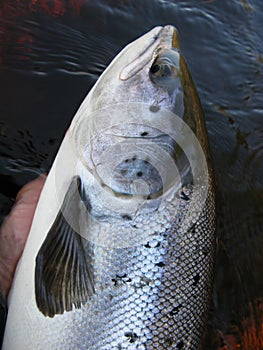 Atlantic salmon