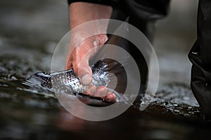 Atlantic Salmon - Catch and Release