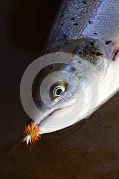 Atlantic Salmon on a Dry Fly Closeup