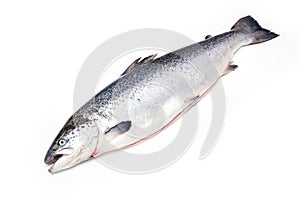 Atlantic Salmon fish