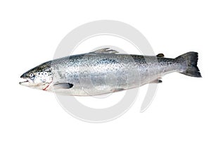 Atlantic Salmon fish