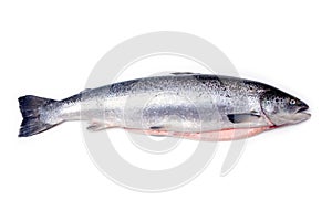 Atlantic salmon fish