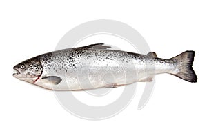 Atlantic Salmon fish