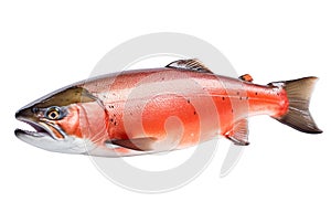 Atlantic salmon fish isolated on white background.