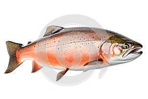 Atlantic salmon fish isolated on white background.