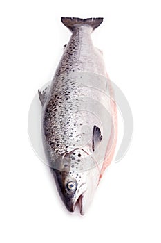 Atlantic salmon fish isolated on a white studio background