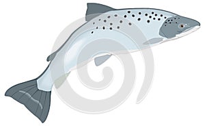 atlantic salmon fish vector illustration transparent background