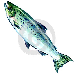 Atlantic salmon fish on white background