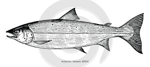 Atlantic salmon hand drawing engraving style