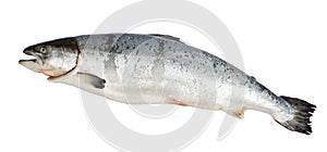 Atlantic Salmon Salmo photo