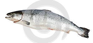 Atlantic Salmon Salmo
