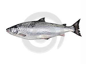 The Atlantic salmon Salmo salar