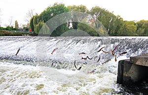 Atlantic salmon Salmo salar jumping up a man-made waterfall