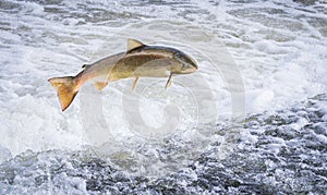 An Atlantic salmon Salmo salar jumping
