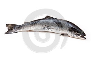 Atlantic Salmon (Salmo solar) whole fish.