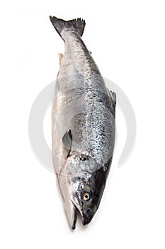 Atlantic Salmon (Salmo solar) whole fish.