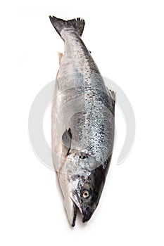 Atlantic Salmon (Salmo solar) whole fish. photo