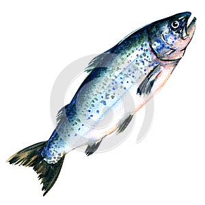 Atlantic Salmon Salmo solar whole isolated on a white background. photo