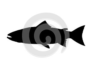 Atlantic salmon silhouette. Vector illustration.