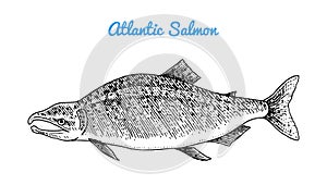 Atlantic salmon spawn. River and lake fish. Sea creatures. Freshwater aquarium. Seafood for the menu. Engraved hand