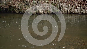 Atlantic salmon spawning in shallow river stream. Fish nesting in fresh water current in the wild