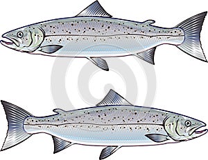 Atlantic Salmon vector art illustration