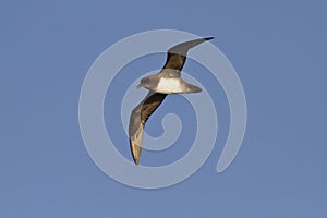 Atlantic or Schlegels petrel flying over the Atlantic Ocean autumn day