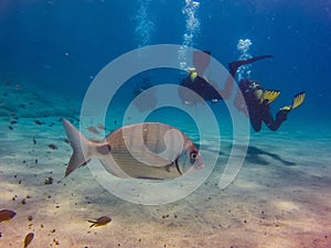 Atlantic sea bream with scuba divers off the Canary Islands