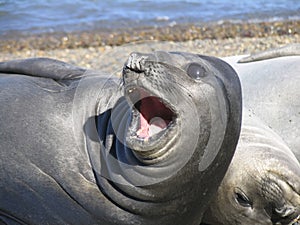 Atlantic sea-dogs