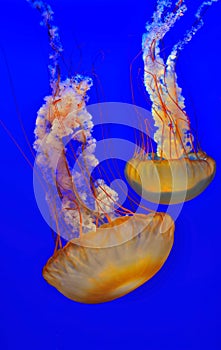 Atlantic sea nettle jellyfish photo