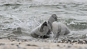 The Atlantic seal, Halichoerus grypus atlantica