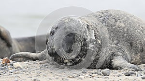 The Atlantic seal, Halichoerus grypus atlantica