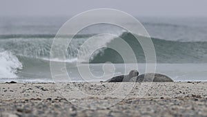 The Atlantic seal, Halichoerus grypus atlantica